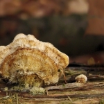 Gele korstzwam Gele korstzwam