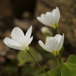 Witte klaverzuring Witte klaverzuring