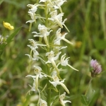 Bergnachtorchis Bergnachtorchis