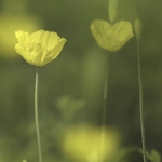 Schijnpapaver dubbelopname Schijnpapaver dubbelopname