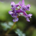 Vingerhelmbloem Vingerhelmbloem