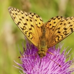 Grote parelmoervlinder Grote parelmoervlinder
