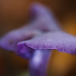 Amethystzwam Amethystzwam
