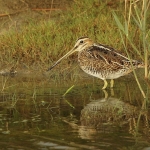Watersnip Watersnip