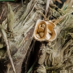 Geel nestzwammetje Geel nestzwammetje