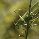 Grote groene sabelsprinkhaan vrouw Grote groene sabelsprinkhaan vrouw
