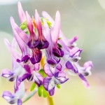 Vingerhelmbloem Vingerhelmbloem