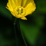 Schijnpapaver Schijnpapaver
