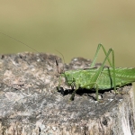 Grote Groene Sabelsprinkhaan vrouw Grote Groene Sabelsprinkhaan vrouw