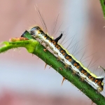 Psi-uil rups Psi-uil rups