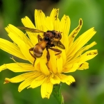 Roestbruine kromlijf Roestbruine kromlijf