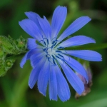 Cichorei Cichorei