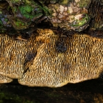 Doolhofzwam Doolhofzwam