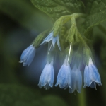 Smeerwortel (dubbele belichting) Smeerwortel (dubbele belichting)