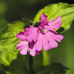 Dagkoekoeksbloem Dagkoekoeksbloem