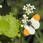 Oranjetip Oranjetip