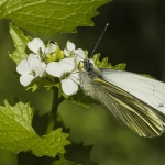 Klein geaderd witje Klein geaderd witje