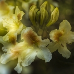 Rhododendron (dubbele belichting) Rhododendron (dubbele belichting)