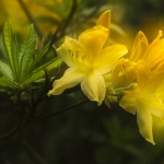 Rhododendron (dubbele belichting) Rhododendron (dubbele belichting)