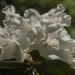 Rhododendron Rhododendron