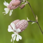 Blaassilene Blaassilene