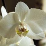 Orchidee Orchidee