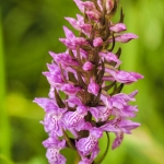 Rietorchis Rietorchis