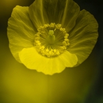 Schijnpapaver (dubbelopname) Schijnpapaver (dubbelopname)