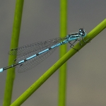 Azuurwaterjuffer Azuurwaterjuffer
