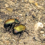 Kleine julikever Kleine julikever