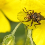 Roestbruine kromlijf Roestbruine kromlijf