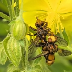 Roestbruine kromlijf - paartje Roestbruine kromlijf - paartje
