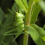 Grote Groene Sabelsprinkhaan Grote Groene Sabelsprinkhaan