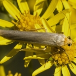 Streepkokerbeertje Streepkokerbeertje
