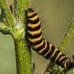 Zebrarups Zebrarups