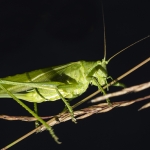 Grote Groene Sabelsprinkhaan vrouw Grote Groene Sabelsprinkhaan vrouw