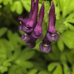 Vingerhelmbloem Vingerhelmbloem