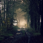 Fog after the rain Fog after the rain
