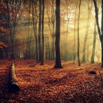 Herfstbos Herfstbos