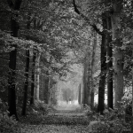 The fourth path The fourth path