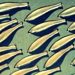 Sardinhas Sardinhas