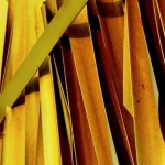 Bamboo Bamboo