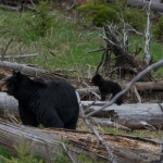 Wildlife NP USA Wildlife NP USA