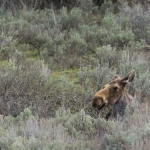 Wildlife NP USA Wildlife NP USA
