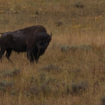 Wildlife NP USA Wildlife NP USA