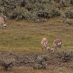 Wildlife NP USA Wildlife NP USA