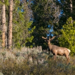 Wildlife NP USA Wildlife NP USA