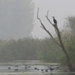 Biesbosch Biesbosch
