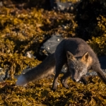 Alaska 2018 Alaska 2018