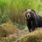 Alaska 2018 Alaska 2018